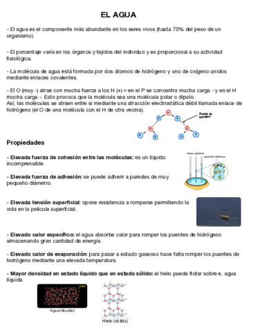 El-agua-y-las-sales-minerales.pdf