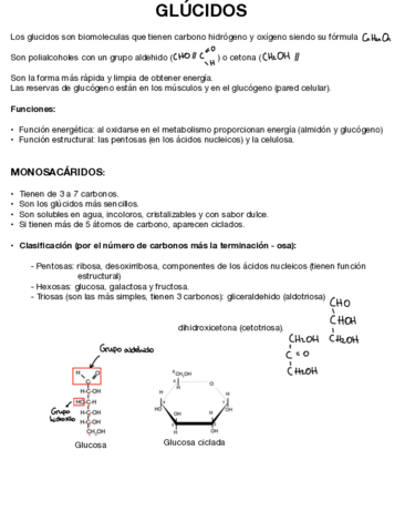 Los-glucidos.pdf