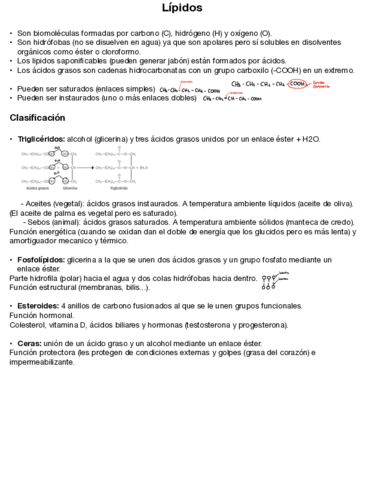 Lipidos.pdf