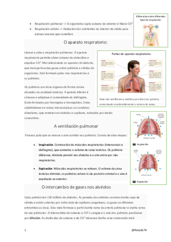 Aparato-respiratorio-3oESO.pdf