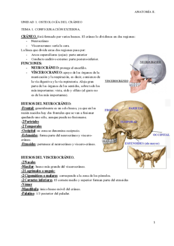 ANATOMIA-II-1.pdf