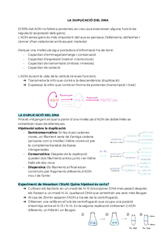 LA-DUPLICACIO-DEL-DNA.pdf