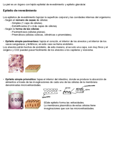 Tejido-epitelial.pdf