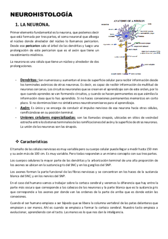 4-Neurohistologia.pdf