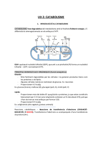 UD-2-catabolismepdf-copia.pdf