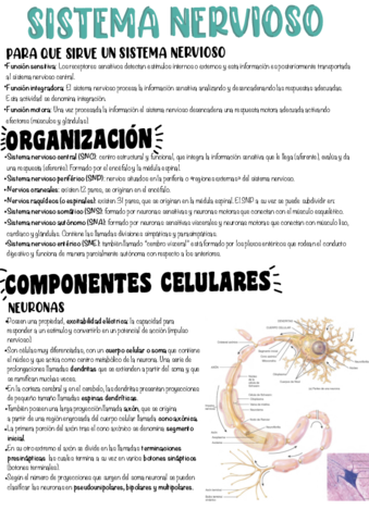 T1-Sistema-Nervioso.pdf
