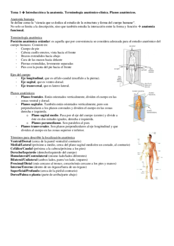 ANATOMIA-COMPLETO.pdf