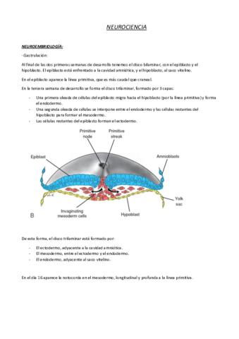 neuroanatomia-silvano.pdf
