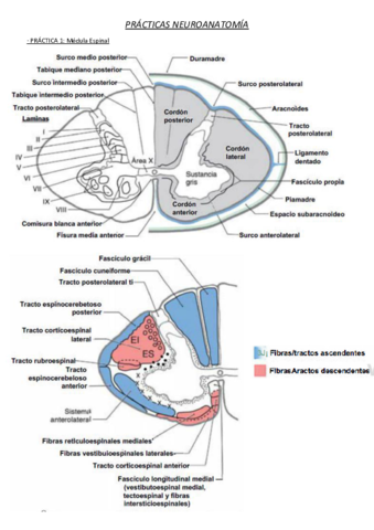 Apuntes-practicas-neuroanato.pdf
