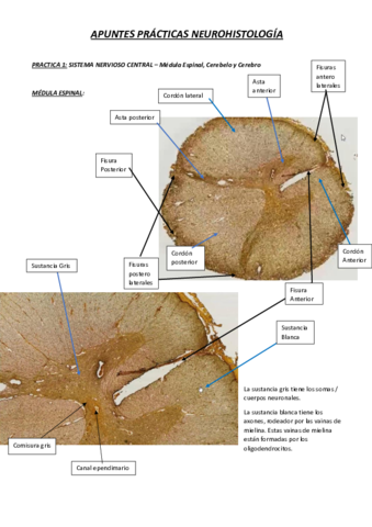 apuntes-practicas-neurohistologia.pdf