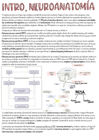 Introduccion-a-la-neuroanatomia-.pdf