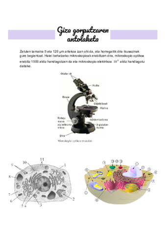 Giza-gorputzaren-antolaketa.pdf