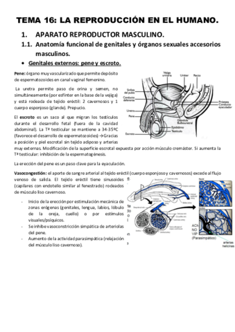 Tema-16.pdf