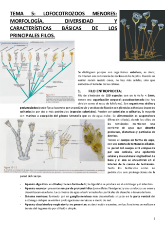 TEMA-5-Lofotrocozoos-menores.pdf