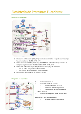Biosíntesis de Proteínas en Eucariotas.pdf