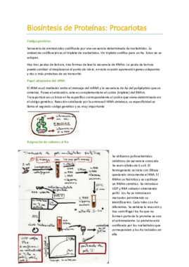 Biosíntesis de Proteínas en Procariotas.pdf