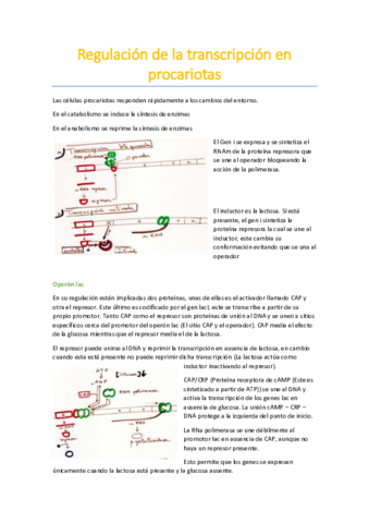 Regulación de la transcripcion en procariotas.pdf