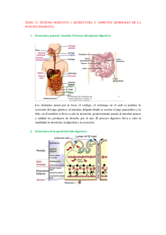 Fisiología tema 13.I..pdf