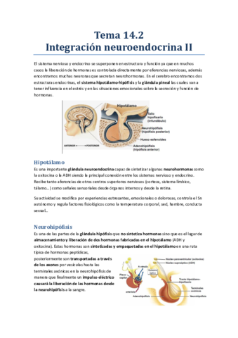 Tema 14.2 - IntegraciÃ³n neuroendocrina.pdf