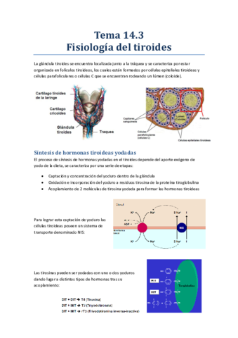 Tema 14.3 - FisiologÃ-a del tiroides.pdf