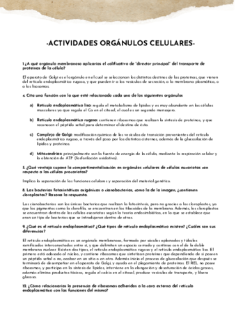 ACTIVIDADES-ORGANULOS-CELULARES.pdf