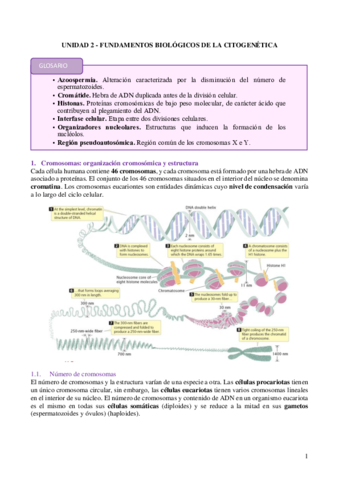 tema-2-citogenetica.pdf