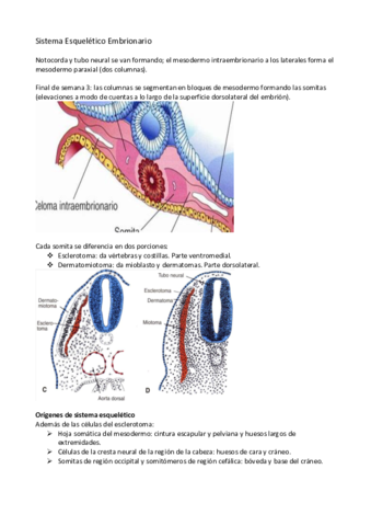 Sistema Esquelético.pdf