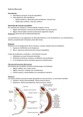 Sistema Muscular.pdf