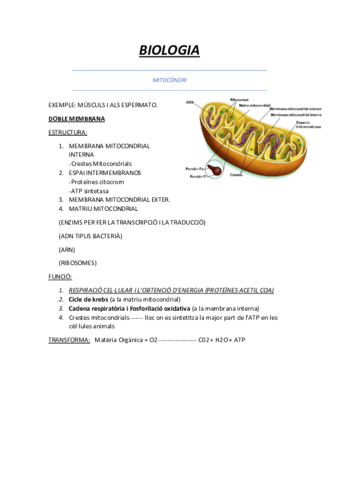 BIOLOGIA-MITOCONDRIS-CLOROPLAST.pdf