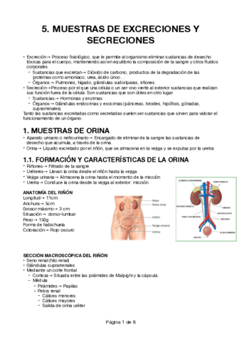 Muestras-orina.pdf