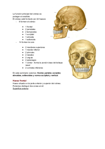 Osteologia-del-craneo-y-de-la-cara-seminario-1.pdf