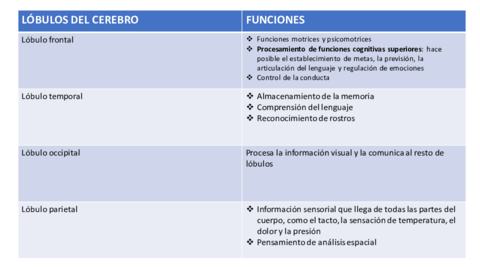 Lobulos-del-cerebro-tabla.pdf