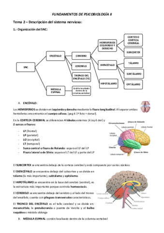 TEMA-2.pdf