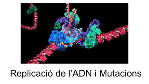 Replicacio-de-lADN-i-Mutacions.pdf