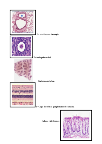 EXAMEN-HISTO-pdf.pdf