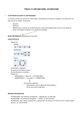 El-catabolismo-tema-8.pdf