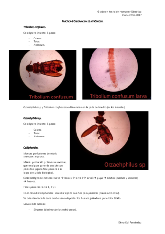 Práctica 4. Artrópodos. Parasitología Alimentaria.pdf
