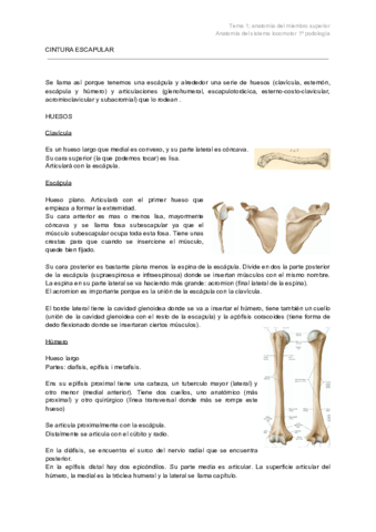 tema-1-anatomia-del-miembro-superior.pdf