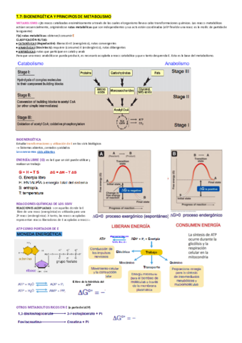 Hidratos de carbono y metabolismo.pdf