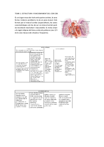 Tema 1 bueno fisiologia.pdf
