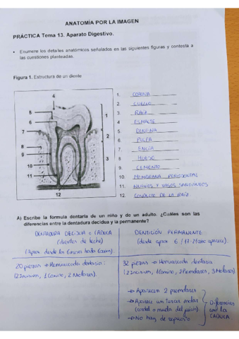 Aparato-digestivo.pdf