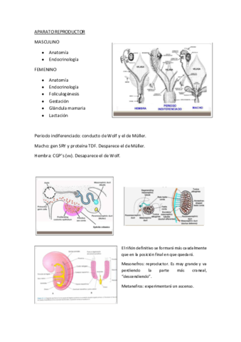 APARATO-REPRODUCTOR.pdf