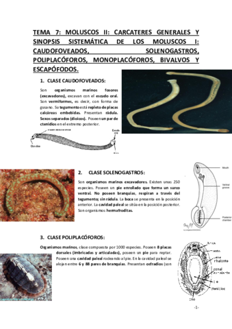 TEMA-7-Moluscos-II.pdf