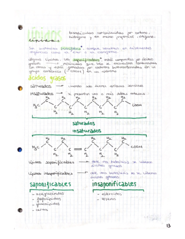 APUNTES-TEMA-1-BIOQUIMICA-parte-2.pdf