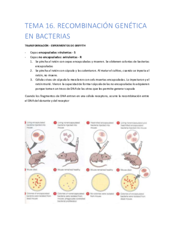 TEMA-16.pdf