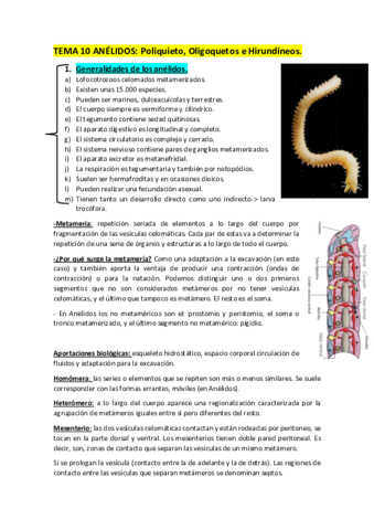 Tema-10-Anelidos.pdf