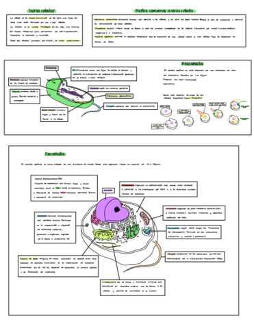 BIOLOGIA-TEMA-6-COMPLETO.pdf