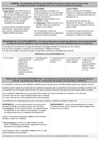 ENZIMAS.pdf