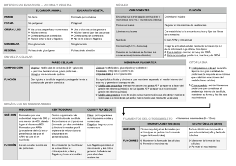 CELULA-EUCARIOTA.pdf