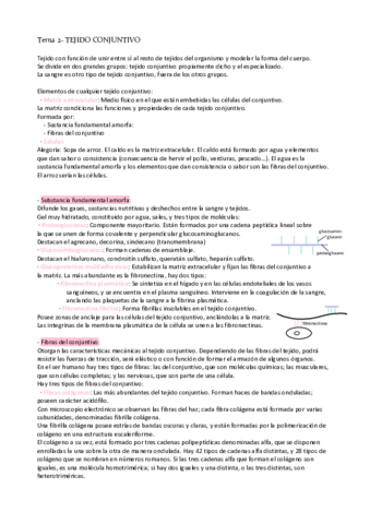 Tema-2-tejido-conjuntivo.pdf